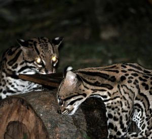 Ocelot 2