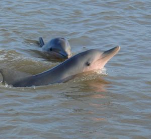 Sunset-Dolphins-Trip-Dolfijnen-e1475883145127