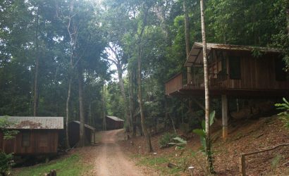 cabins-amidst-towering-trees